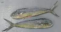 Frozen Mahi Mahi