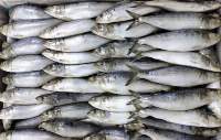 Frozen Sardine Fish