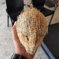 Fresh Semi Husked Coconut