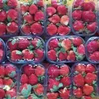 Fresh Strawberry