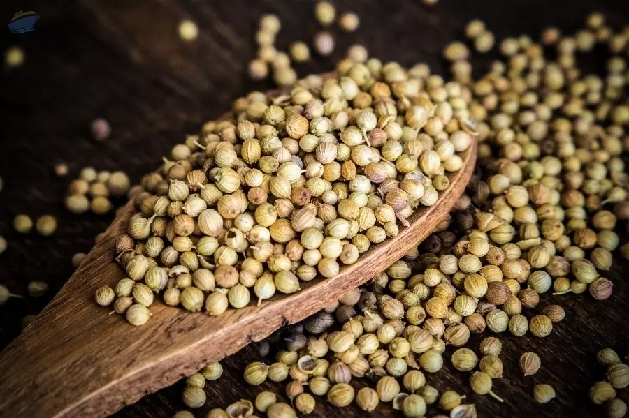 Coriander Seed