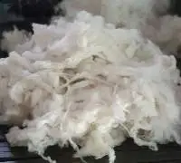 Scoured Merino Wool