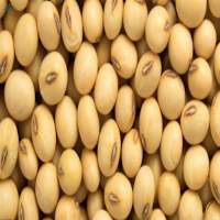 Soybeans