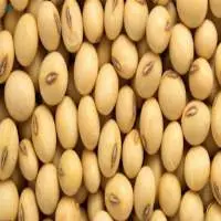 Soybeans