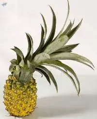 Pineapple
