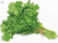 Coriander Leaves