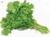 Coriander Leaves