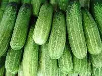 Cucumber