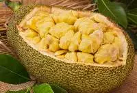 Jack Fruit