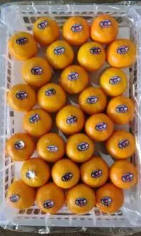 China Navel Orange