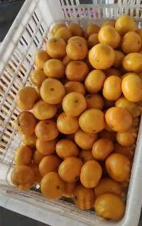 Baby Mandarin China