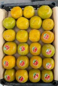 Persimmon