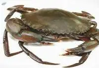 Crab
