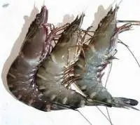 Shrimps