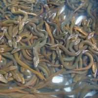 Eel Fish