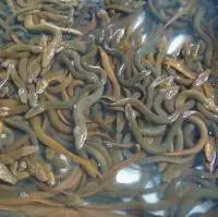 Eel Fish