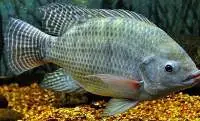 Tilapia Fish