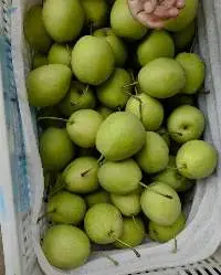 Grean Pear