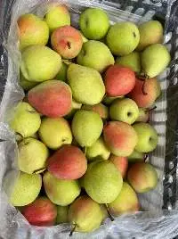 China Red Fragrant Pear