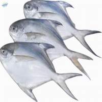 Chinese Pomfret