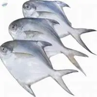 Chinese Pomfret
