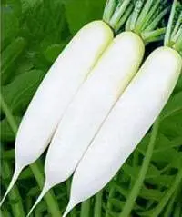 Radish