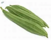 Ridge Gourd (Jhinga)