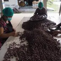 Cacao Beans