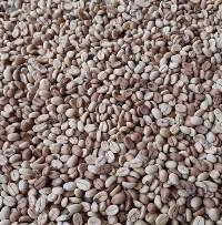 Green Arabica Coffee Beans  ( Cameroon )