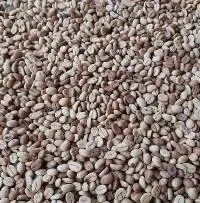 Green Arabica Coffee Beans  ( Cameroon )