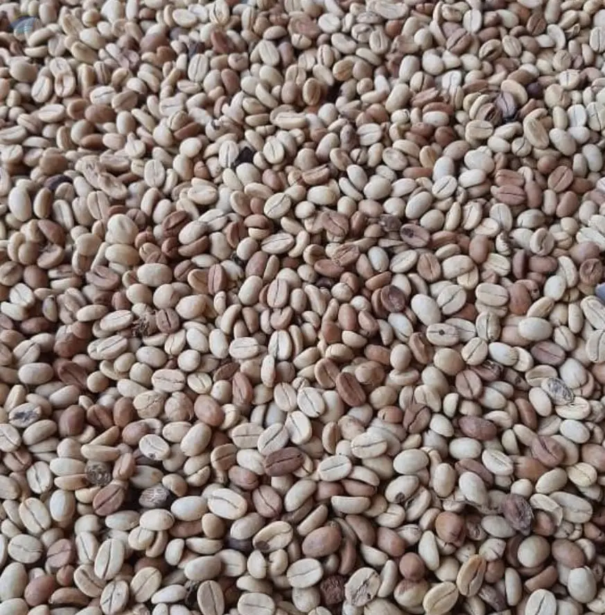 Green Arabica Coffee Beans  ( Cameroon )