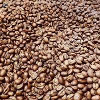 Green  Arabica Coffee Beans (Guatemala )