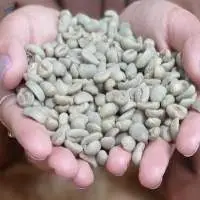 Green Arabica Coffee Beans ( Indonesia )