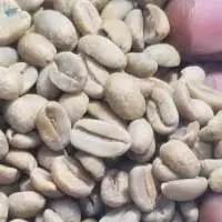 Green Unroasted Arabica Coffee Beans ( Kenya )