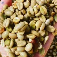 Green Unroasted Arabica Coffee Beans ( KONA )