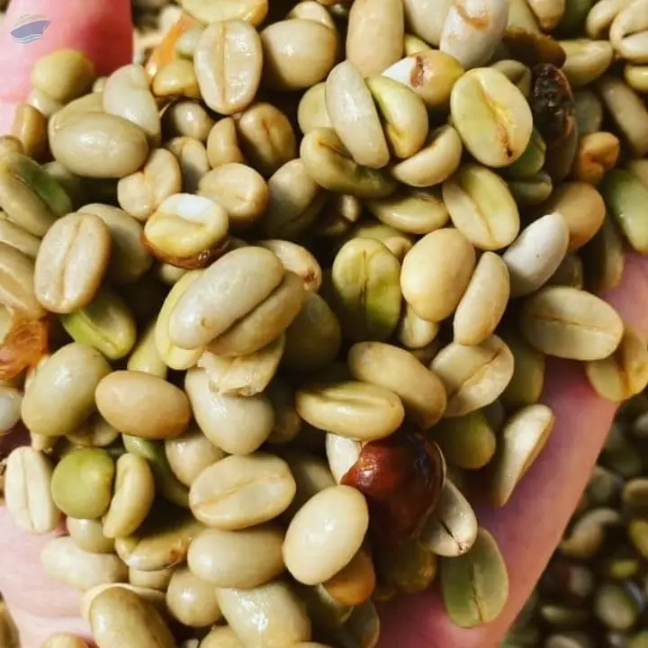 Green Unroasted Arabica Coffee Beans ( KONA )