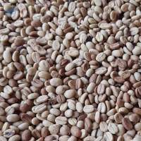 Green  Arabica Coffee Beans ( Nicaragua )