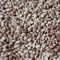 Green  Arabica Coffee Beans ( Nicaragua )