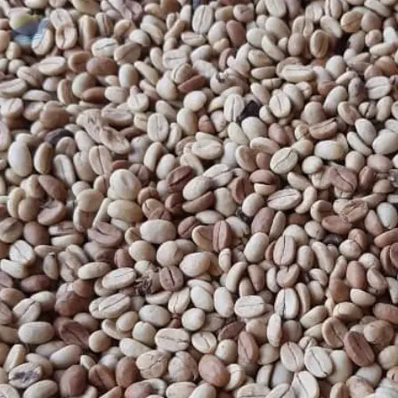 Green  Arabica Coffee Beans ( Nicaragua )