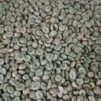 Green Unroasted Arabica Coffee Beans ( Uganda )