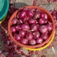 Fresh Onion 