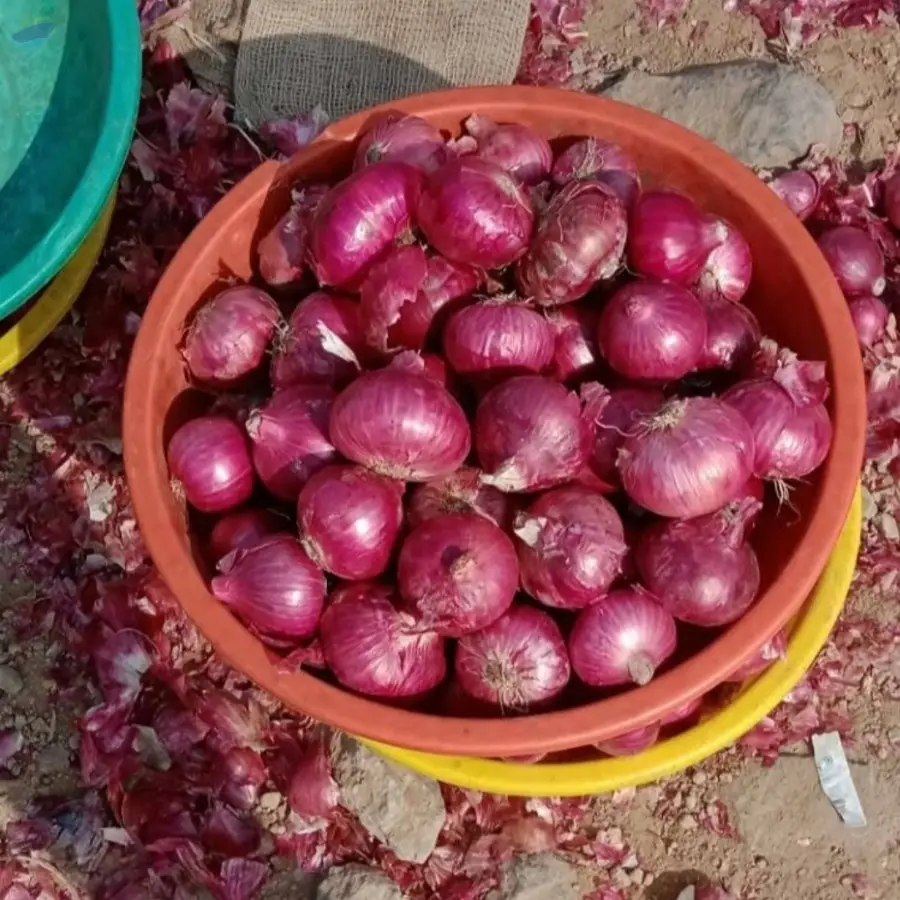 Fresh Onion 