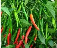 Fresh Green Chilly