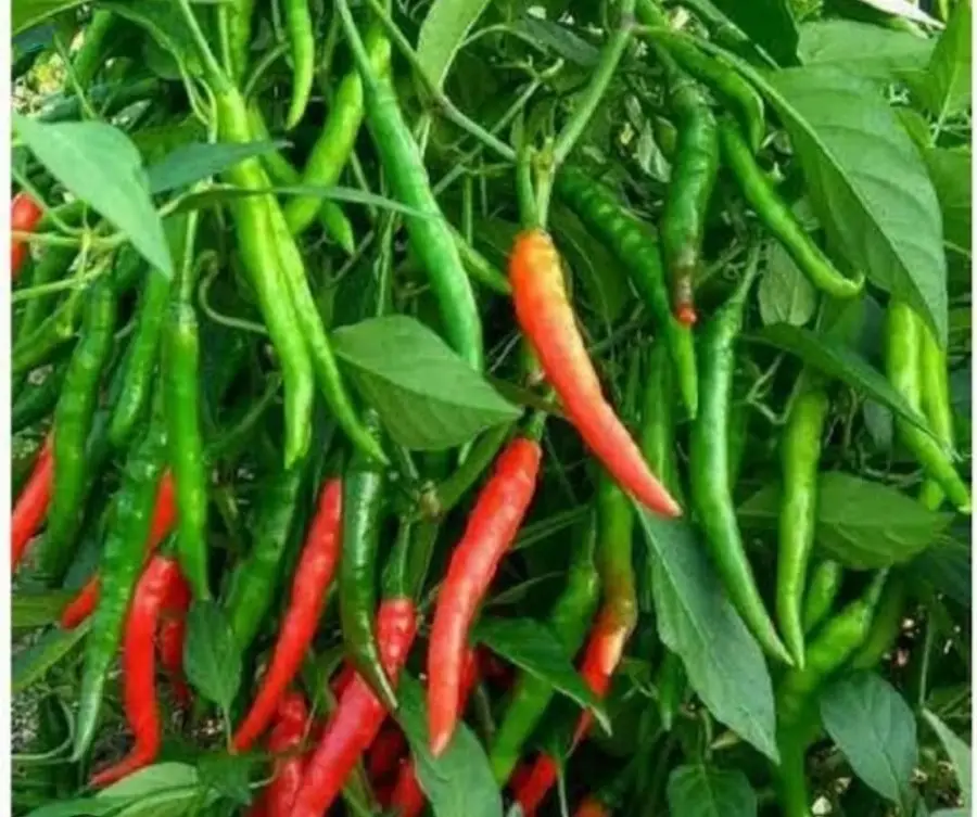 Fresh Green Chilly