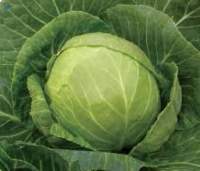Fresh Cabbage