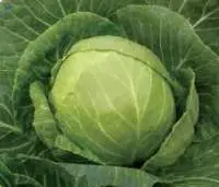 Fresh Cabbage