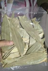 Bay leaf