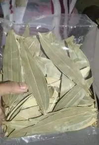 Bay leaf
