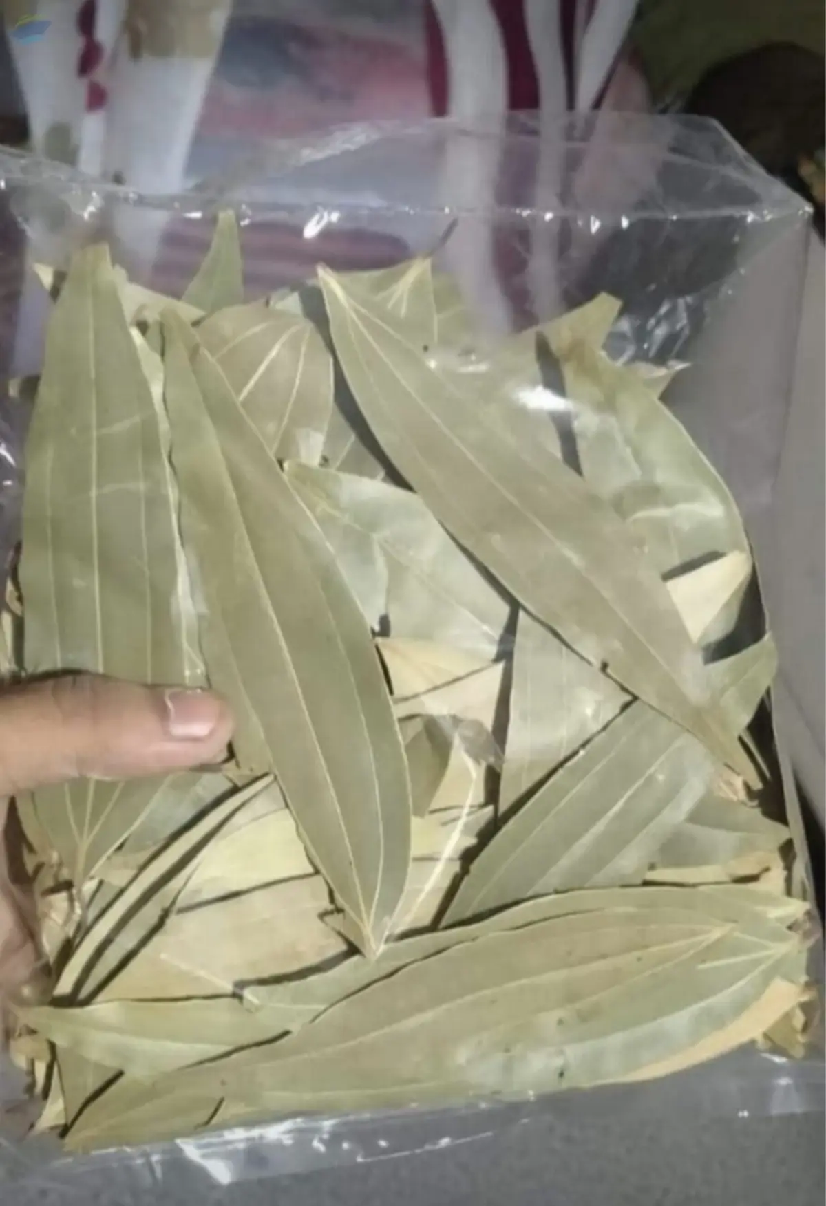 Bay leaf