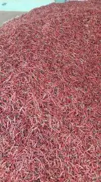 Red Chilli